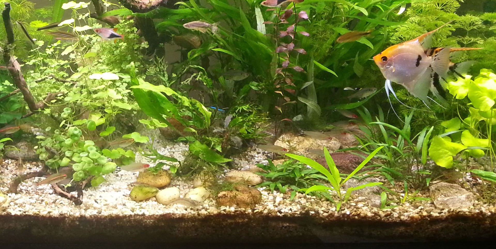 Petmark, Negozi per cibo, alimenti, prodotti ed accessori per animali