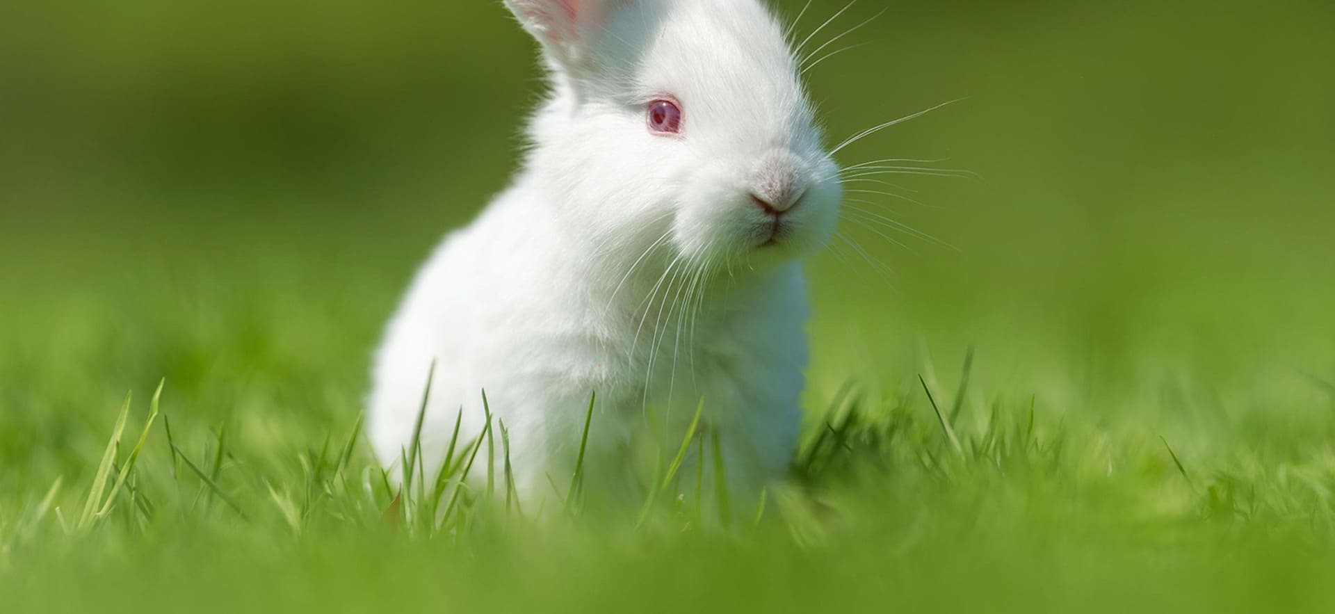 Petmark, Negozi per cibo, alimenti, prodotti ed accessori per animali