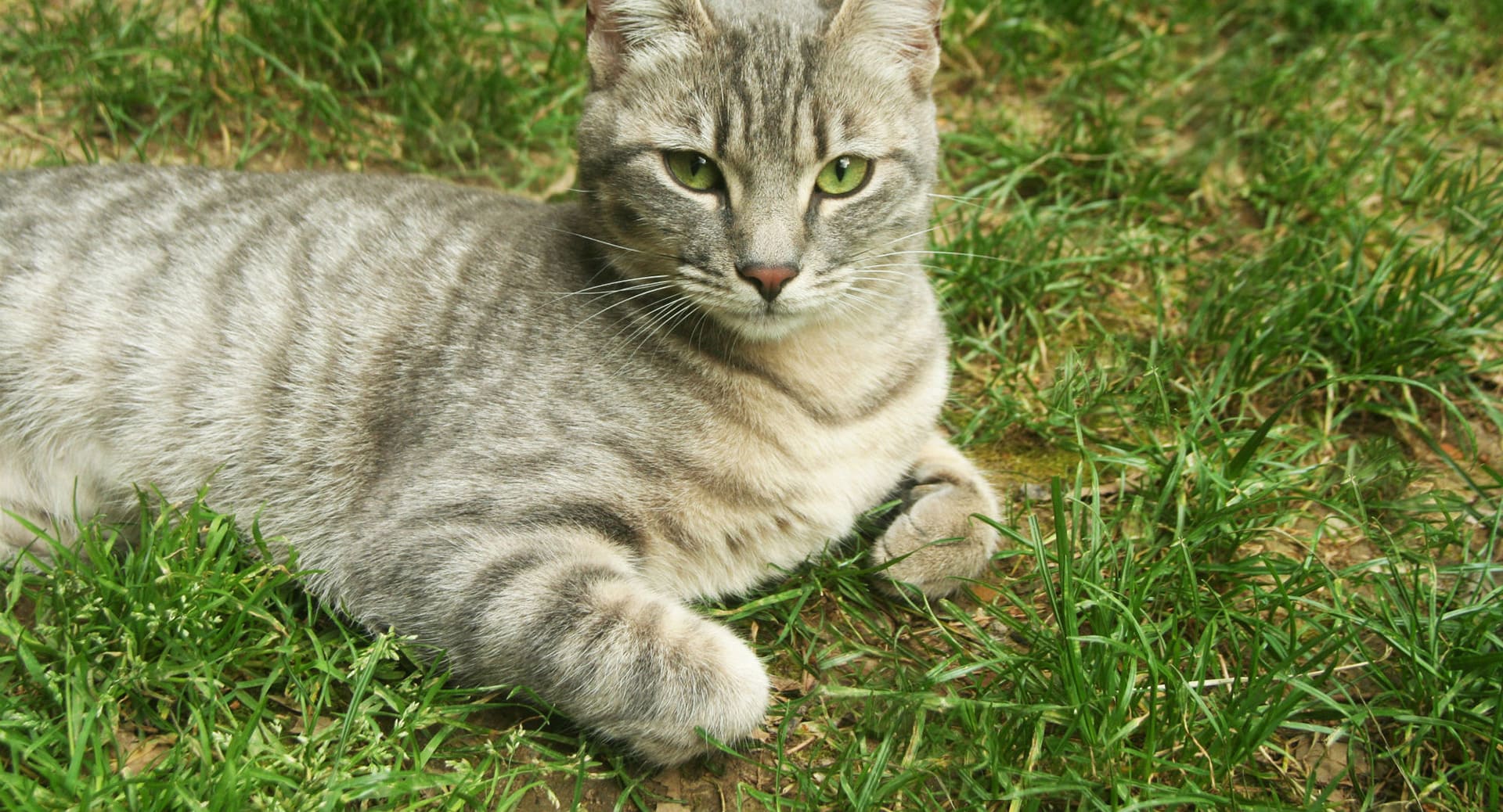 Petmark, Negozi per cibo, alimenti, prodotti ed accessori per animali