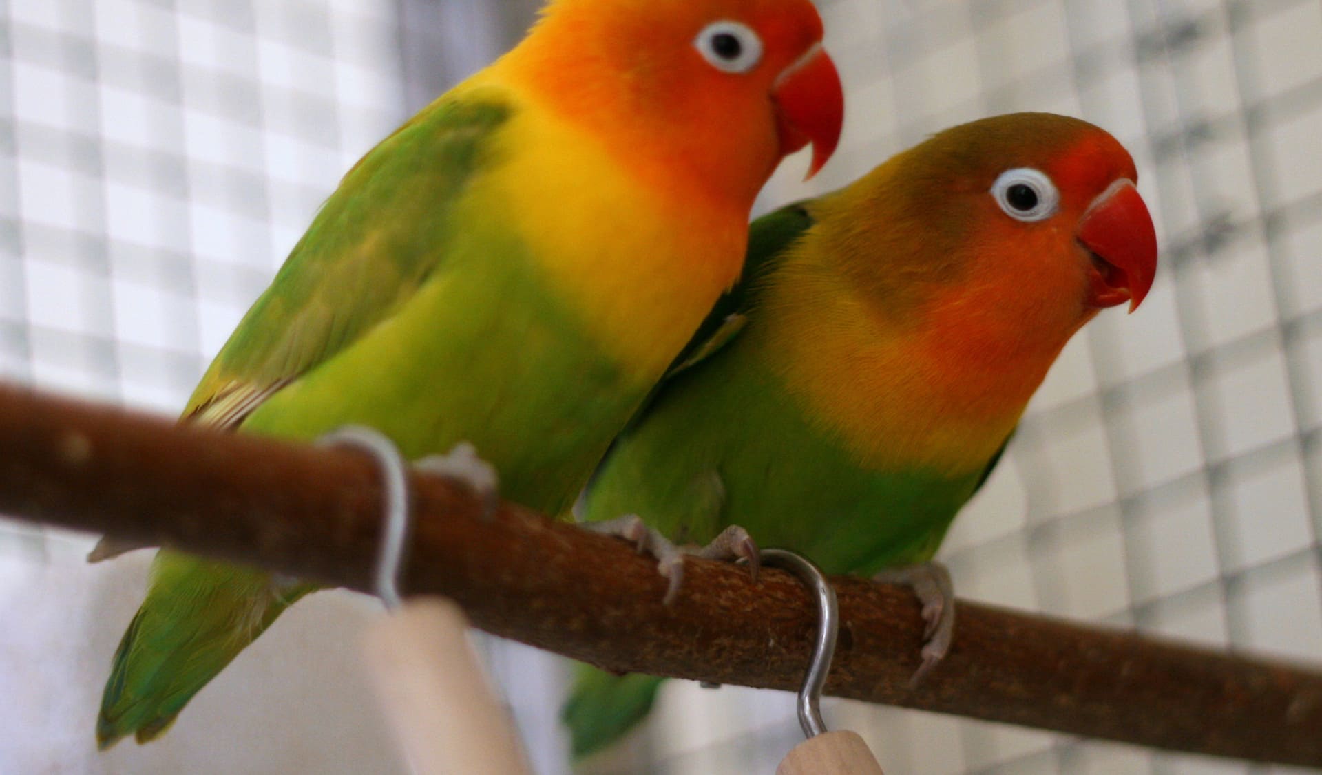 Petmark, Negozi per cibo, alimenti, prodotti ed accessori per animali